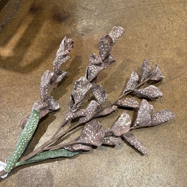 BOTANICA