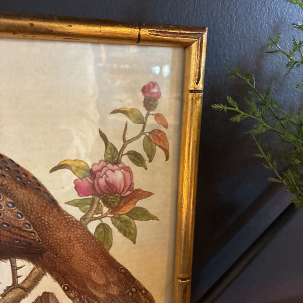 Vintage Bird Art in Faux Bamboo Frame 7.5 x 9.5