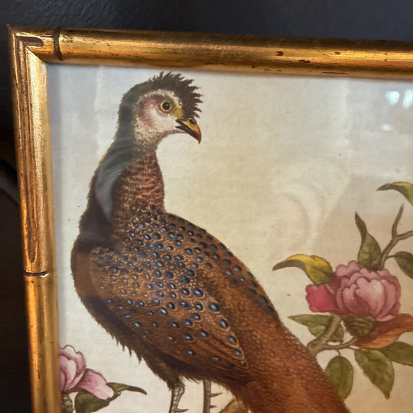 Vintage Bird Art in Faux Bamboo Frame 7.5 x 9.5