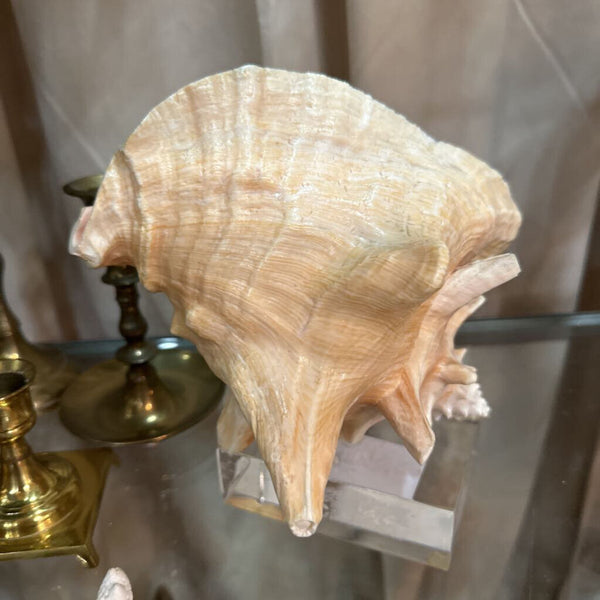 Real Conch Shell on Lucite