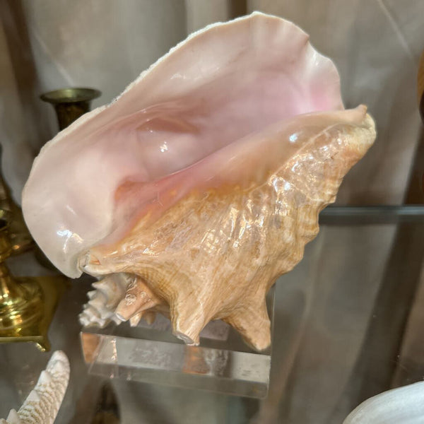 Real Conch Shell on Lucite