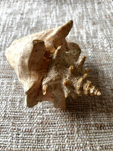Vintage Horned Conch Shell