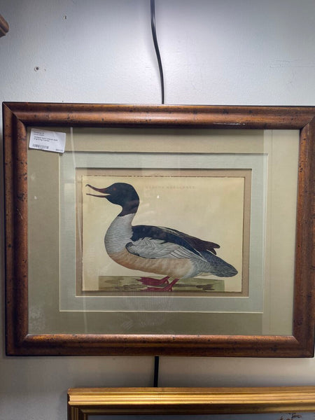 Antique hand colored duck engraving framed