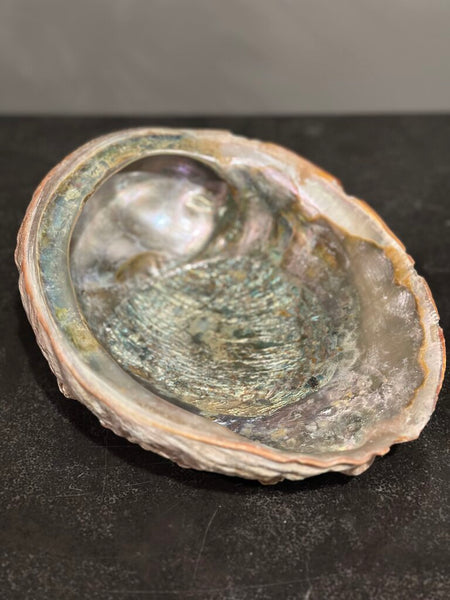 LARGE ABALONE SHELL 9" X 7"