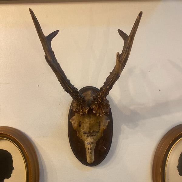 Russian deer antler mount
