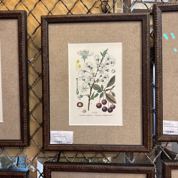 Framed botanical 11" x 14"