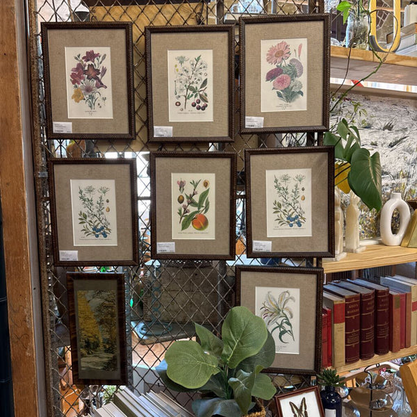 Framed botanical 11" x 14"