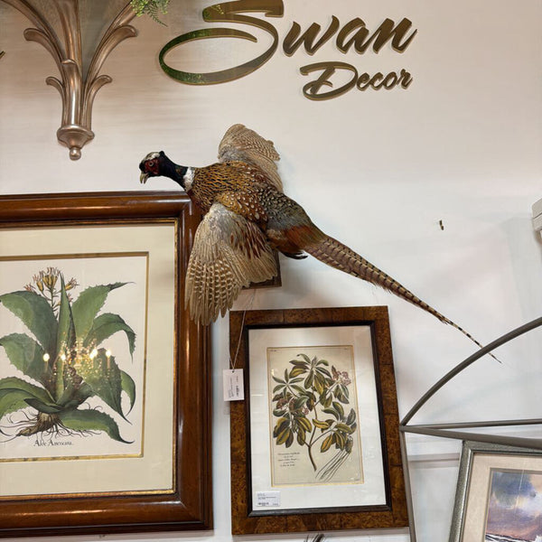 Pheasant Taxidermy Wall Mount -Firm