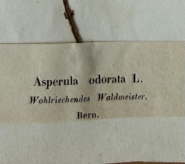 Aearky 1900s herbarium Galium odoratum, formerly known as Asperula odorata Common Name: Sweet Woodruff Location: Bern