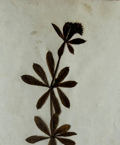 Aearky 1900s herbarium Galium odoratum, formerly known as Asperula odorata Common Name: Sweet Woodruff Location: Bern