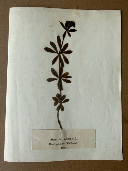 Aearky 1900s herbarium Galium odoratum, formerly known as Asperula odorata Common Name: Sweet Woodruff Location: Bern