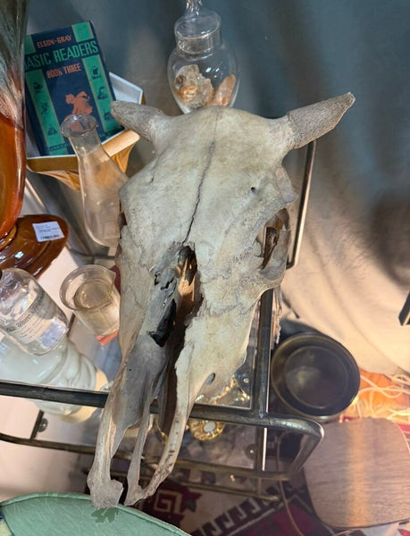 Vintage Steer Skull W1162
