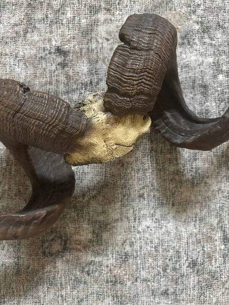 Ram Sheep Bighorn Skull Cap ~Spiraling Horns